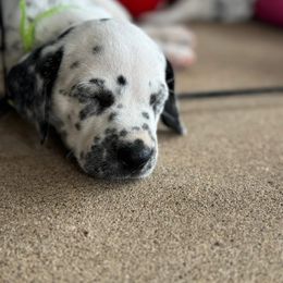 Lime green male - White and black male Dalmatian puppy in Hawkins, Texas from Snow Dalmatians