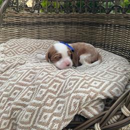 Bentley - Blenheim male Cavalier King Charles Spaniel puppy in Shingle Springs, California from California Spaniels