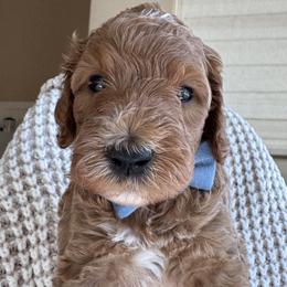 Amethyst - Apricot male Goldendoodle puppy in Gilbert, Arizona from DogHouse Doodles