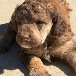 Autumn - Sable female Poodle puppy in Troy, Alabama from Redmond Rose Kennel
