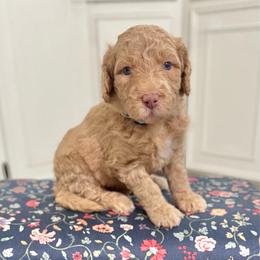 Bedtime Bear- Light Blue Collar - Apricot male Goldendoodle puppy in Bay City, Texas from Charming Doods Goldendoodles