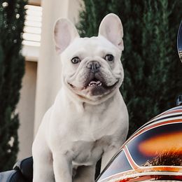 Lucius  - French Bulldog