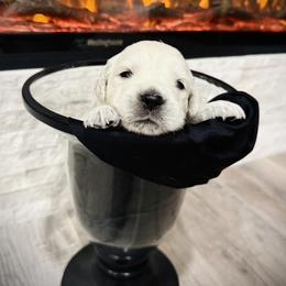 Green - Light golden male Golden Retriever puppy in Clovis, California from Puppy Love, Hall's Goldens