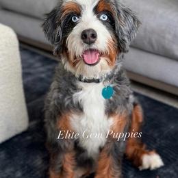 Phoebe - Bernedoodle