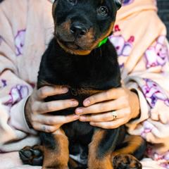 Beauceron Puppies from Beaucerons Des Vents