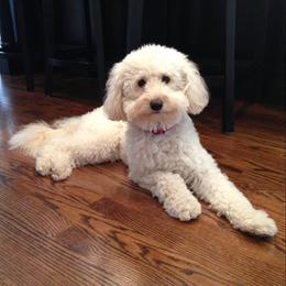 Bernedoodle, Goldendoodle, and Labradoodle Puppies from Apple Creek Doodles