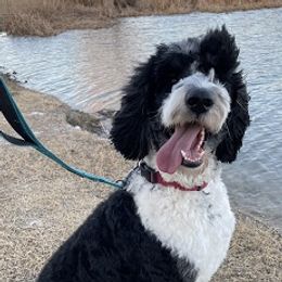 Goldendoodles and Sheepadoodles from Fort Worth Doodle Company