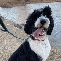 Goldendoodles and Sheepadoodles from Fort Worth Doodle Company
