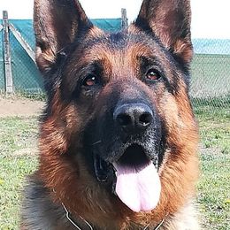 Ali - German Shepherd