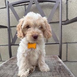 Yellow - Tri-color female Australian Labradoodle puppy in Fontana, California from Grammy's Puppy Love doodles and poodles