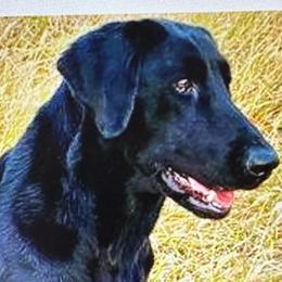 Jewel - Labrador Retriever