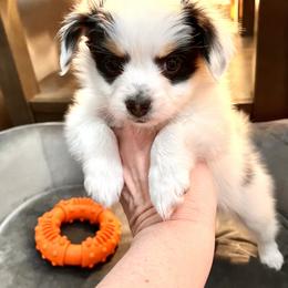 Boy 2 - White and black Papillon puppy in Las Vegas, Nevada from Limited Run Papillons