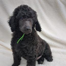 Juniper (boy) - green collar - Blue male Poodle puppy in Tullahoma, Tennessee from Peaceful Valley Poodles
