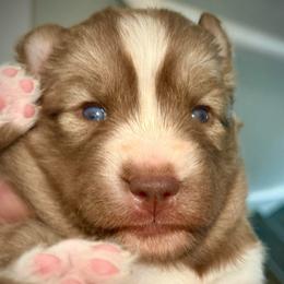 Sedona - Red and white female Siberian Husky puppy in Florence, Kentucky from Moonlight Howl Huskies