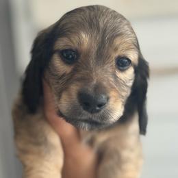 Shaded Cream- Biscoff- 3500 - Cream male Dachshund puppy in North Branch, Michigan from Monarch Miniature Dachshunds