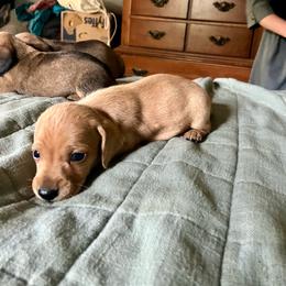 Eastwood - Red male Dachshund puppy in Brave, Pennsylvania from Maple Moon Dachshunds
