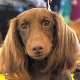 Dachshunds from TwoJs Dachshunds