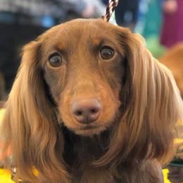 Dachshunds from TwoJs Dachshunds