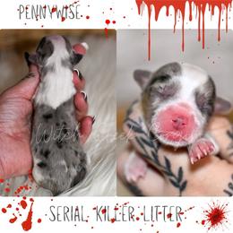 Penny wise - Blue merle and white male American Corgi puppy in Greenwood, Indiana from Witch Creek Corgis