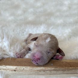 Goldendoodle Puppies from Grandview Goldendoodles