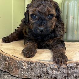 Ivy - Chocolate female Goldendoodle puppy in Gay, Georgia from That’s My Puppy