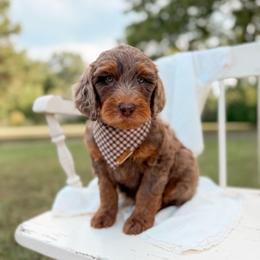 Joe - Merle male Goldendoodle puppy in Ooltewah, Tennessee from Allison Family Doodles