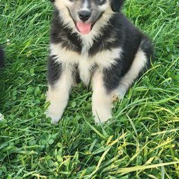 Girl 1 - Australian Shepherd puppy in Crooksville, Ohio from VanHorn Australian Shepherds