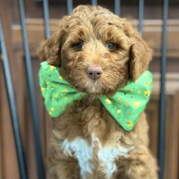 Mr. Orange - Red male Australian Labradoodle puppy in Wake Forest, North Carolina from Lucky Country Labradoodles