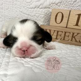 Shih Tzu Puppies from Shurbeez Shih Tzu