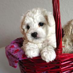 Bologneses from My Regal Bolognese