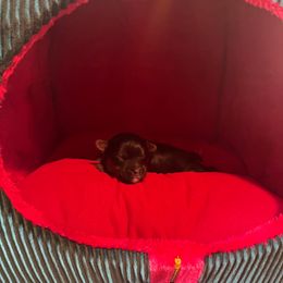 Giveon - Black and tan male Yorkshire Terrier puppy in Beavercreek, Ohio from The Yorkie Den, LLC