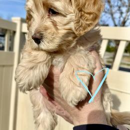 Bernedoodle, Cavalier King Charles Spaniel, and Poodle Puppies from Ellas.Pups (Bernedoodles & Cavapoos)