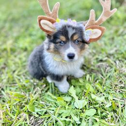 Pembroke Welsh Corgi Puppies from Storybook Corgis