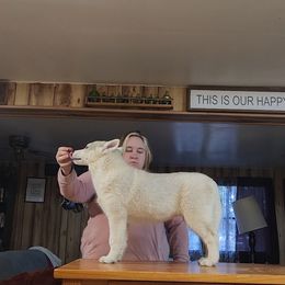 Siberian Husky Puppies from Spirit of the Moon Siberians