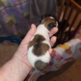 Boy 2 - White and sable male Papillon puppy in Forest City, North Carolina from Eastern Papillions