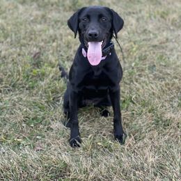 Labrador Retriever All Grown Up from On Point Labradors