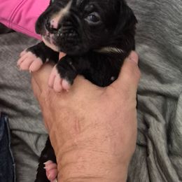 2 - Fawn male Boxer puppy in Pine River, Wisconsin from Jenks Boxers