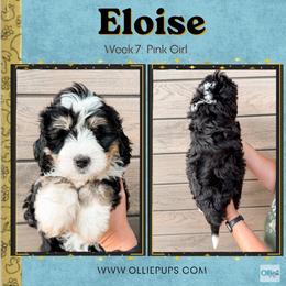 Eloise (Pink girl): Ready 11-3 - Tri-color female Bernedoodle puppy in Boiling Springs, South Carolina from OlliePups, LLC
