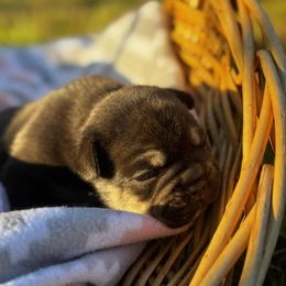 French Bulldog Puppies from Kismet French Bulldogs