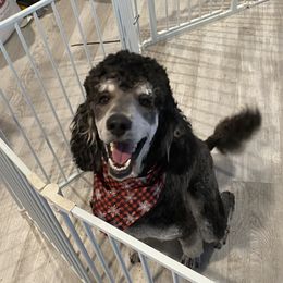 Mowgli - Poodle