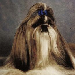 Shih Tzus from Olive's Grove