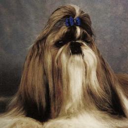 Shih Tzus from Olive's Grove