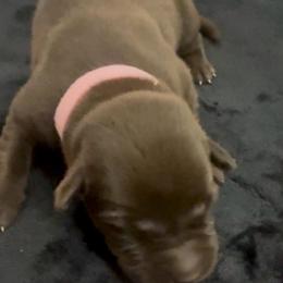 Pink - Chocolate female Labrador Retriever puppy in Kinta, Oklahoma from Beaver Creek Kennels