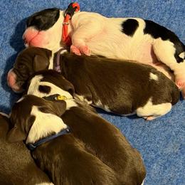 Purple - Liver and white female English Springer Spaniel puppy in St. Louis, Missouri from Three Doves