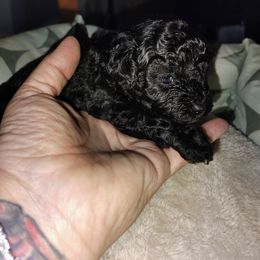 Pekingese and Poodle Puppies from Polk County Peekapoos