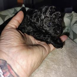 Pekingese and Poodle Puppies from Polk County Peekapoos