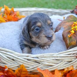 Gabby - Gray (blue) and tan female Dachshund puppy in Eufaula, Alabama from B’s Dachshunds