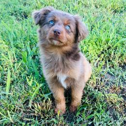 Penny - Red merle female Miniature Australian Shepherd puppy in Ardmore, Oklahoma from Tribal Rose Aussies
