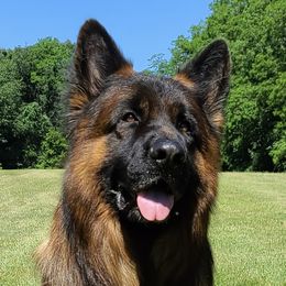Chico - German Shepherd