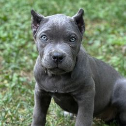 Pieta (Purple Collar) - Gray female Cane Corso puppy in Lusby, Maryland from Coastal View Kennels